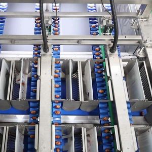 Comprehensive Defect Detection 1.4 Tons Per Hour 6-Lane Palm Dates Sorting