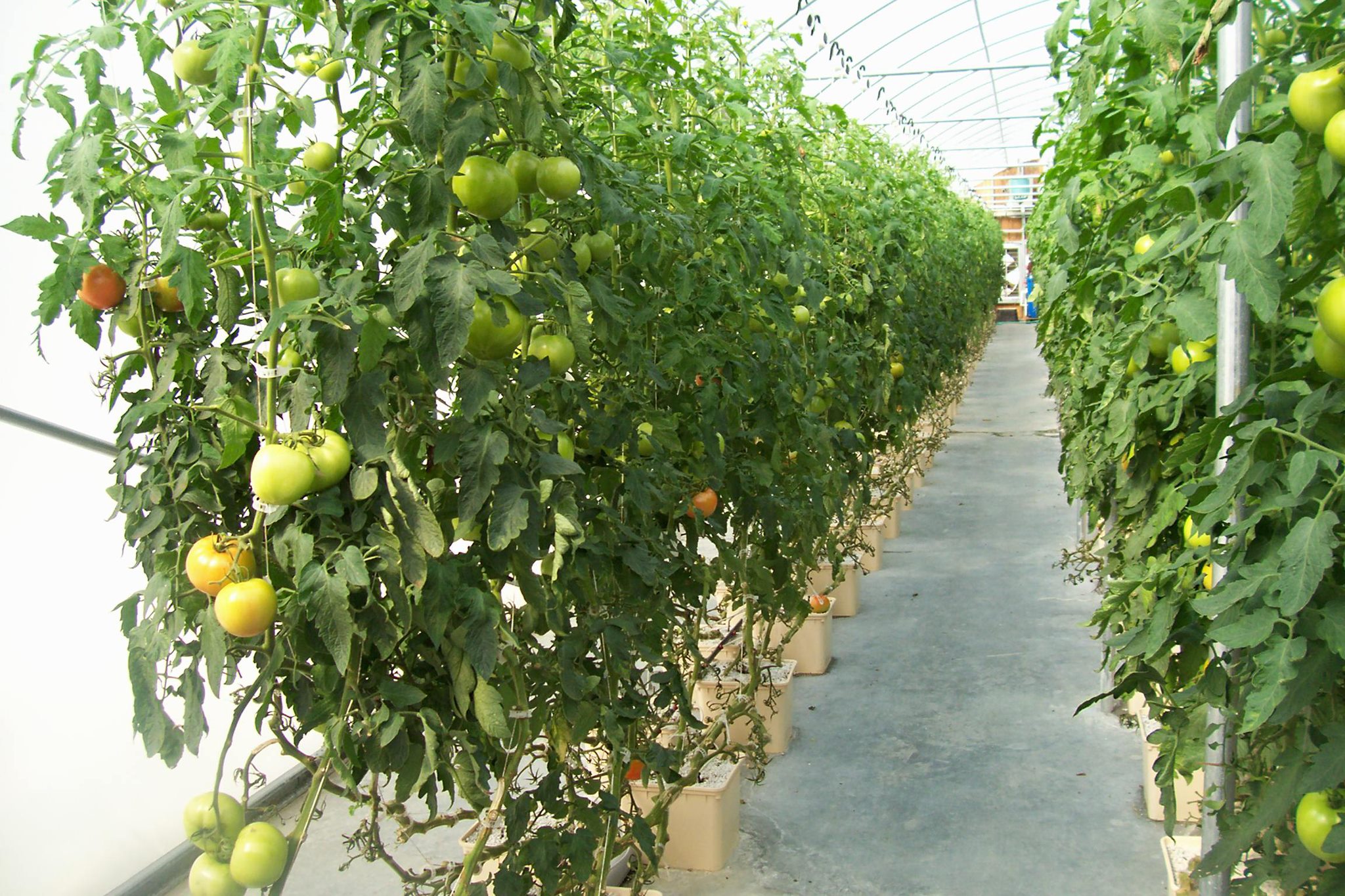 Black Multi_span Greenhouse Grow Box Dutch Bato Bucket Hydroponic System Dutch Bucket