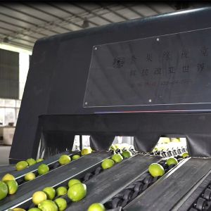Intelligent 6 Lanes Lemons Sorting Grading Machine Stainless Steel Material 380V