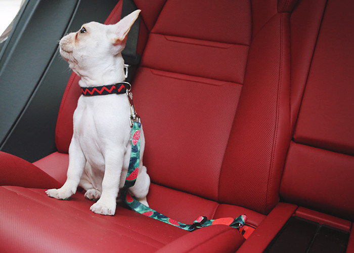 Puppy Pet Car Seatbelt Large Dog Seat Belt Harness 19ft Vehicle Training