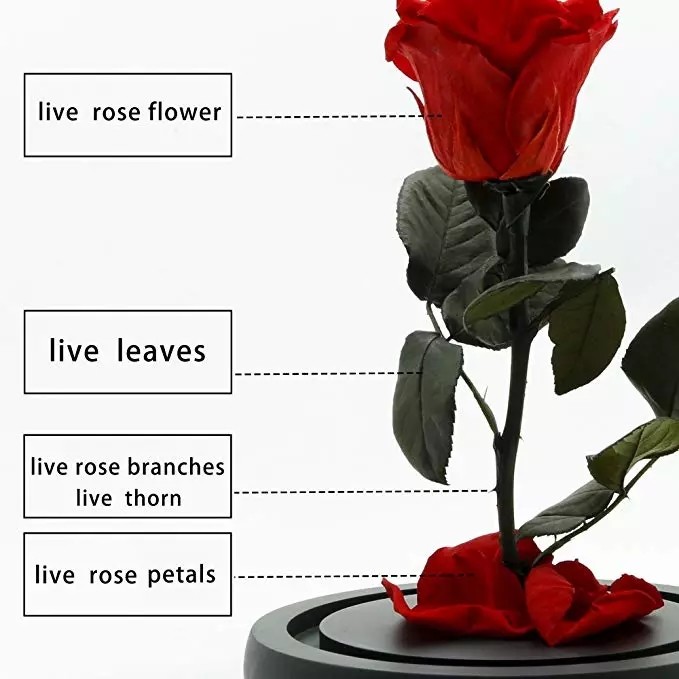 Wholesale Forever Roses preserved roses in glass dome Fresh flower rose Christmas Decorations