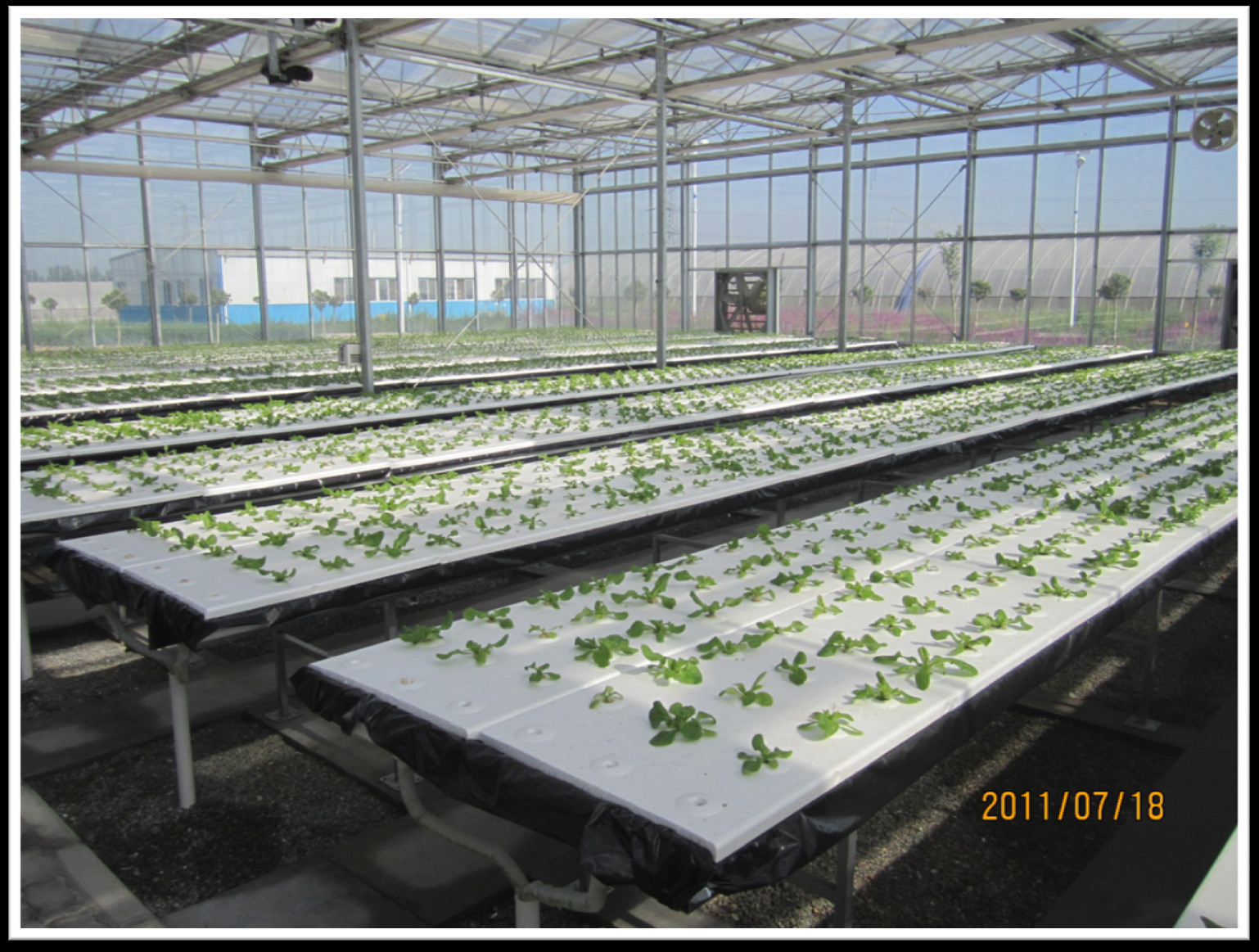 PE Plastic Film Hydroponic Multi Span Greenhouse For Vegetable Growing