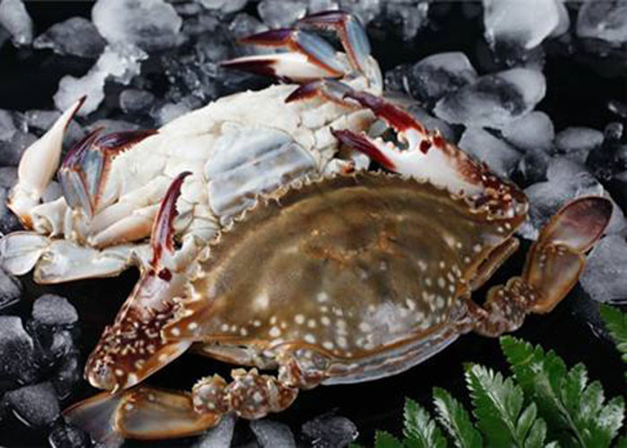 forzen blue swimming crab whole IQF fresh frozen sea food high quality HACCP to Korea Thailand