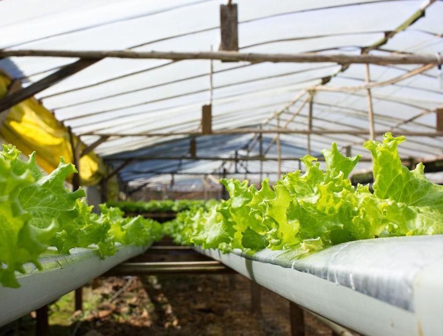 Single-Arch Hydroponics Greenhouse for Pepper Production