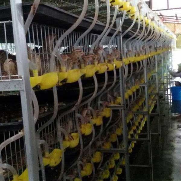 2000mm Wide Quail Cage For Hatching Quails High Durability Easy To Assemble