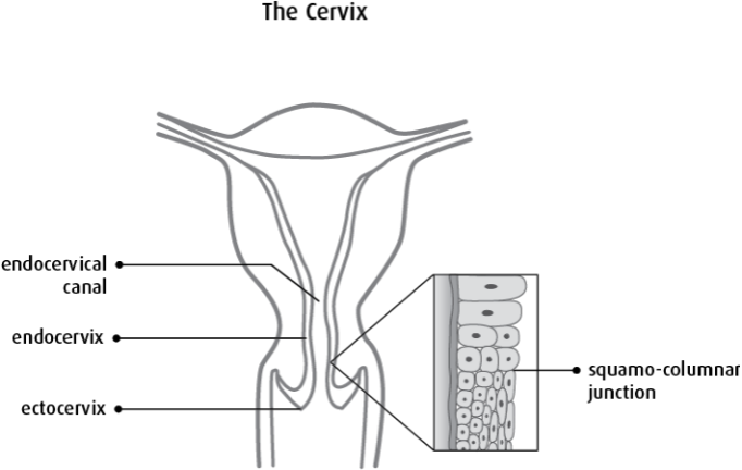 Umbrella Head Cervical Cytology Brush
