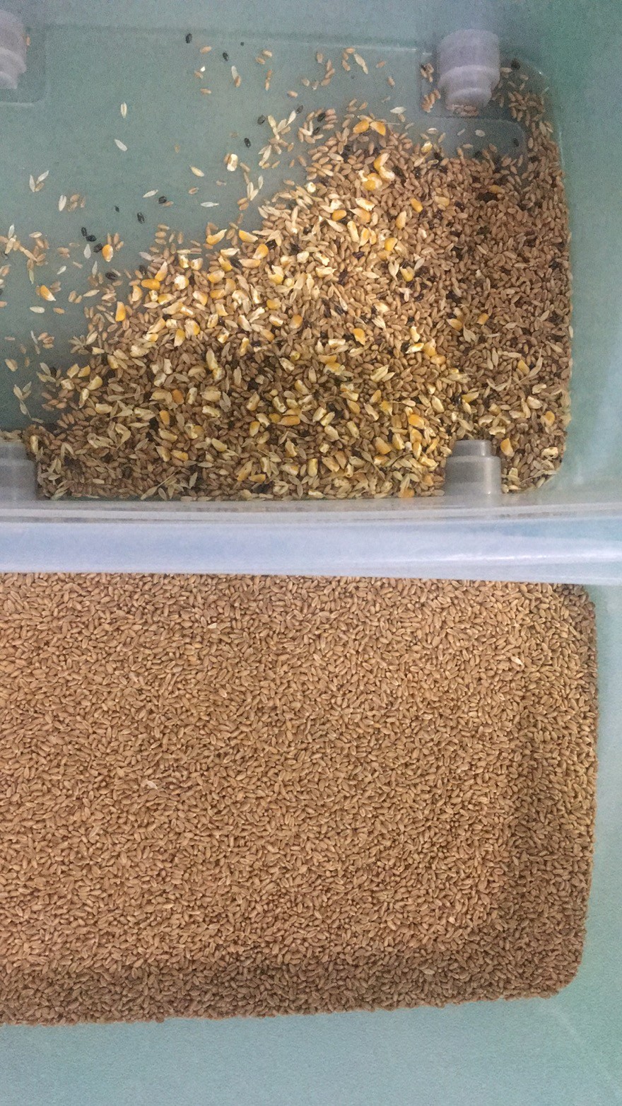 220V 50HZ Corn Bean Wheat Color Sorting Machine High Sorting Accuracy