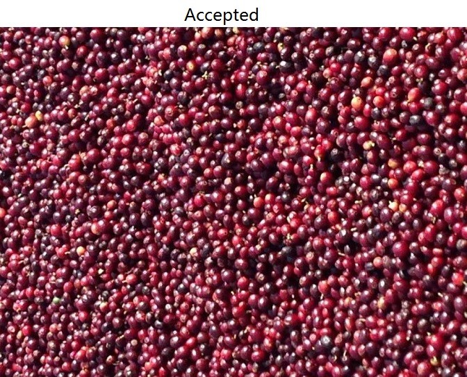 5400 Pixel CCD Image Coffee Color Sorter