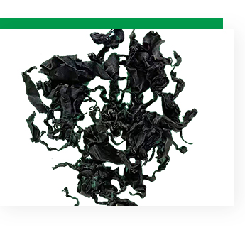 Normal Ingredients Alga Dark Green Dried Seaweed Smell Fragrant Dried Cut Seaweed Wakame
