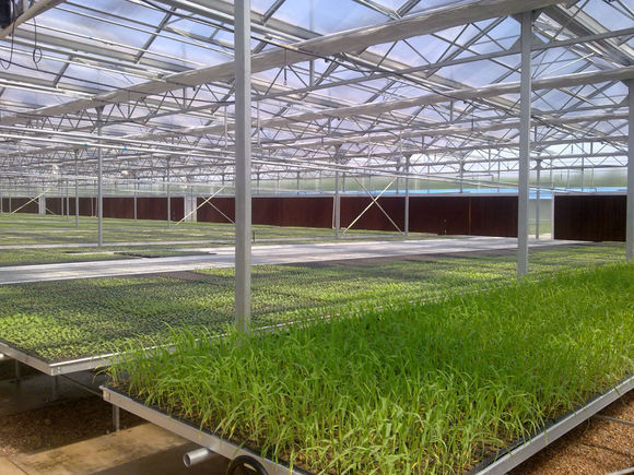 Movable Greenhouse Rolling Benches Breeding Nursery Seedling Size Customized