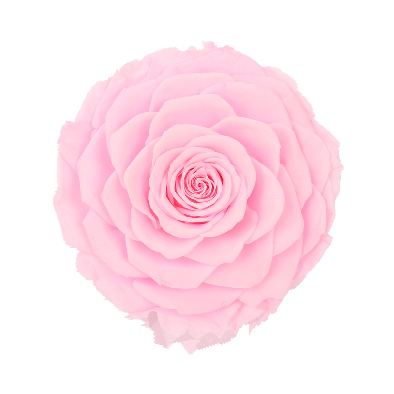 Decorative Preserved Rose Heads Maintain Natural Beauty & Colour For A Long Time