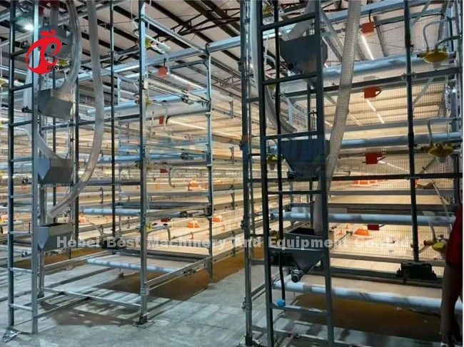 2.2m Layer Battery Cage System For Capacity 120-200 Chickens Adela