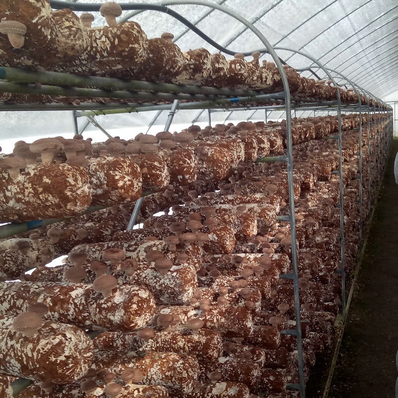 Film Cover Galvanized Skeleton Agricultural Equipment for Mushroom Growing Production