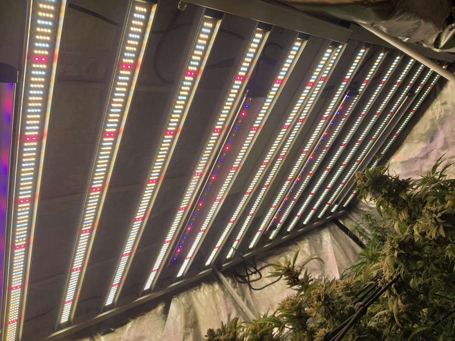 RedFarm 650W 8Bars Foldable LED Grow Lights Samsung LM301B For Commercial Cannabis