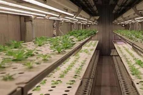 Leafy Vegetable Shipping Container Garden