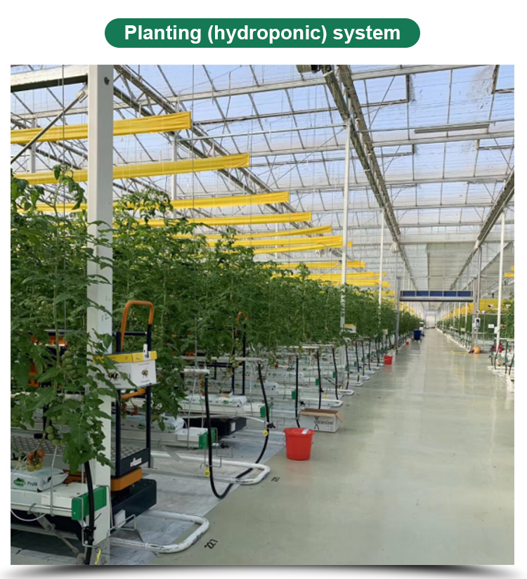 Glass for Outdoors Greenhouses Large Size and Hydroponic Nursery Sponge Advantage