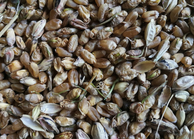 High Frequency Wheat Sorting Machine 10 Channels In Wheat Flour Milling Line