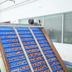 Size Classification 2.0 Tons Per Hour 8-Lane Palm Dates Sorting Machine