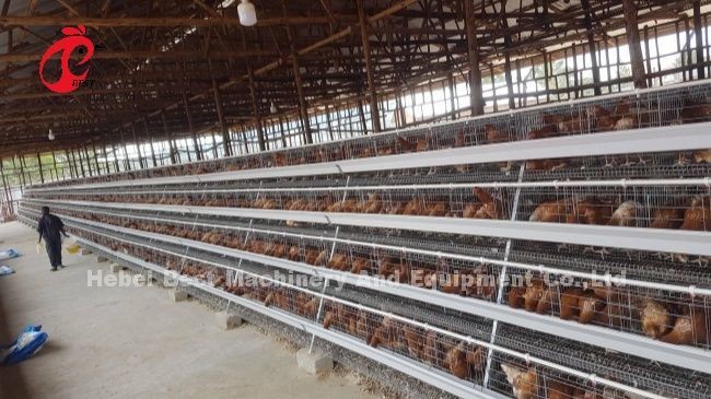 90/96/120/128/160/200 Capacity Poultry Layer Cage With Nipple Drinker And Feeder Sandy