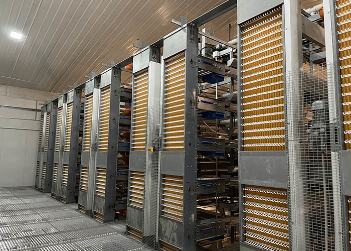 6 8 Tiers Pullet Layer Chicken Cage 17000 Eggs /H Collection Poultry Battery Cages
