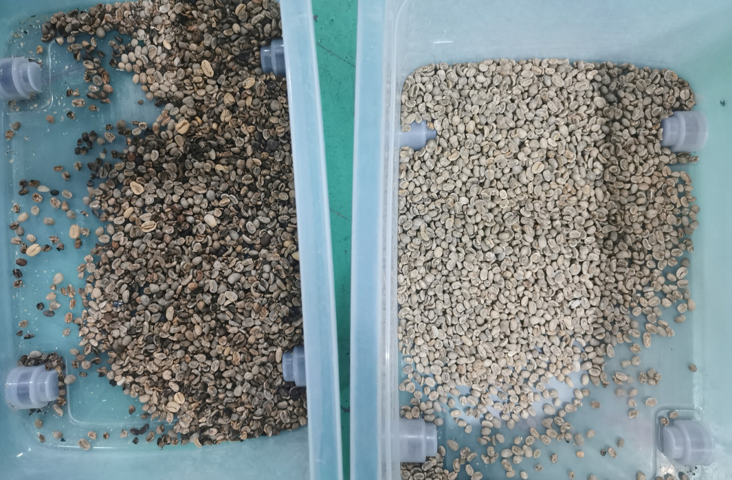 3 Chutes 192 Channels Coffee Bean Color Sorting Machine Wenyao