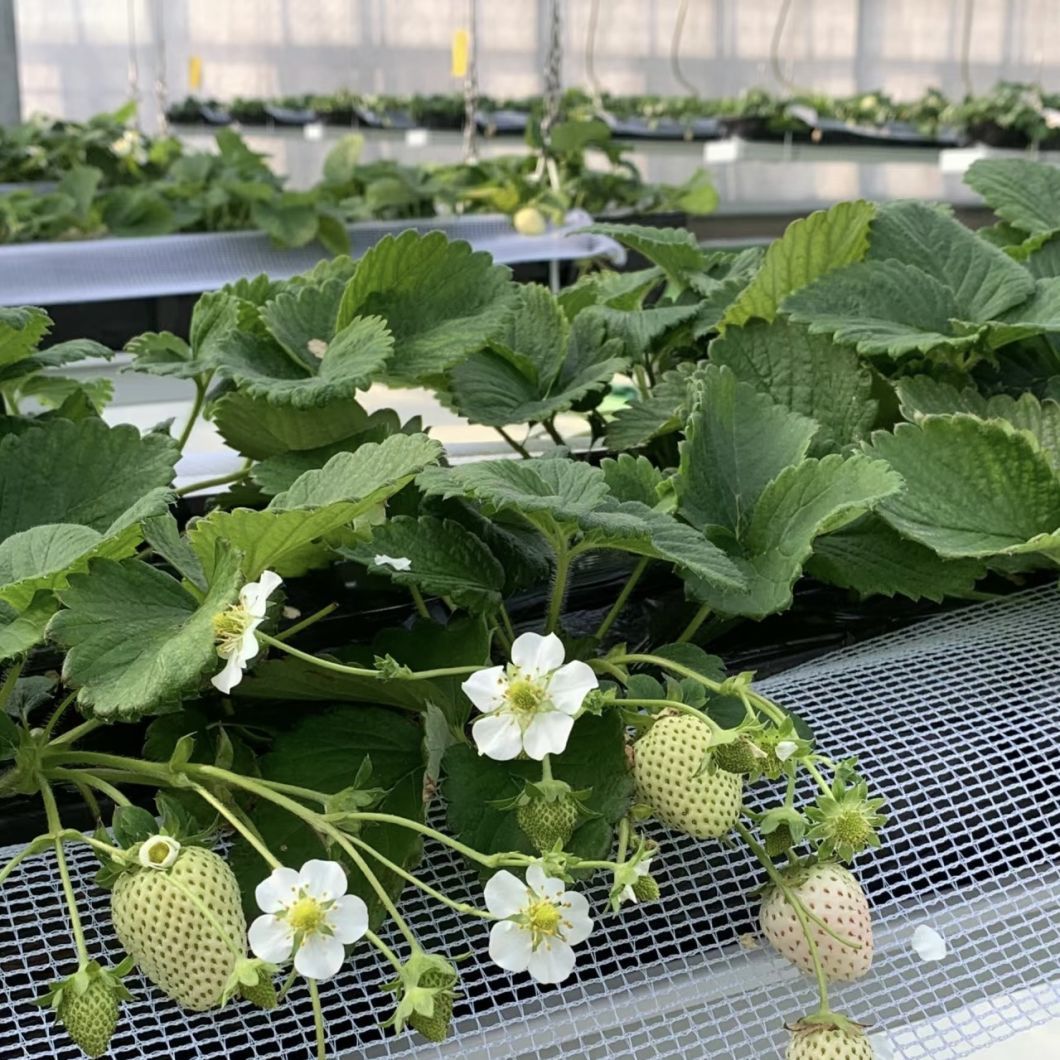 Glass Greenhouse for Flower Cultivation