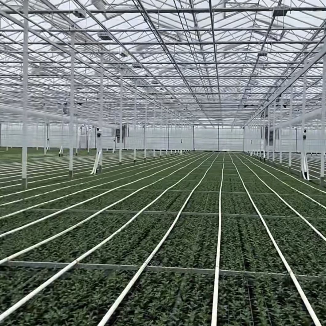 Glass Greenhouse Hydroponics System for Vegetables