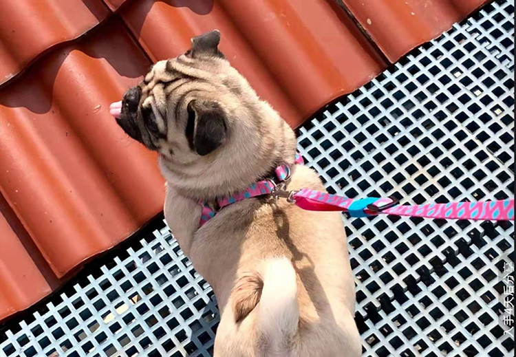 S M Polyester Webbing Bobby Dog Harness Non Pull Dog Lead