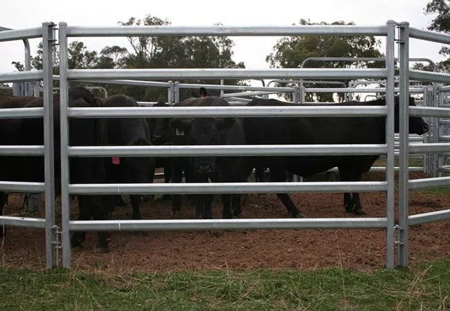 Hot Dipped Galvanized Knotted Cattle Yard Panels For Sheep And Goat