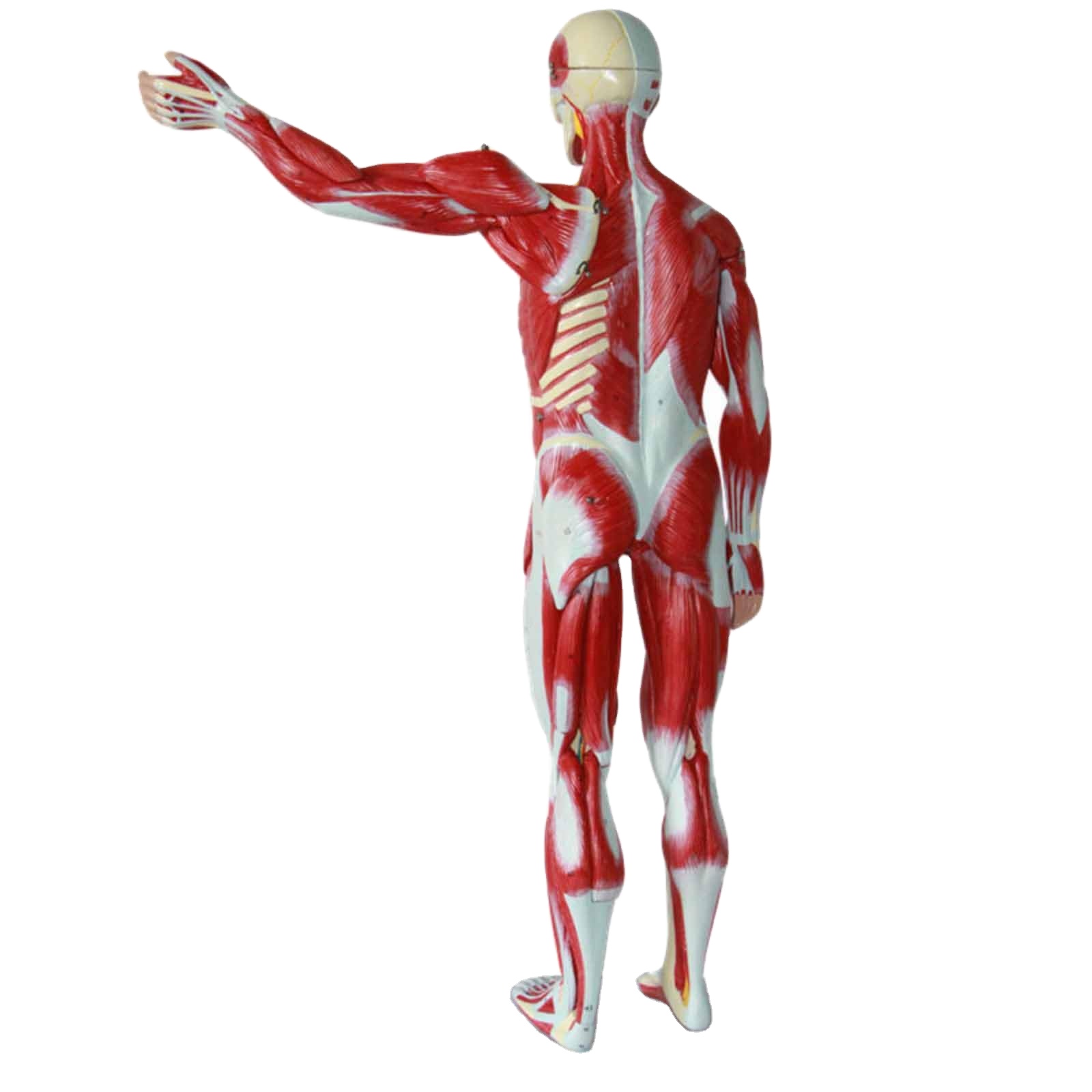 ODM Muscle Anatomical Skeleton Model Environmentally Friendly