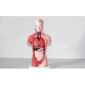 High Quality Medical Anatomy Organs Human Trunk Muscles Model Manikin For