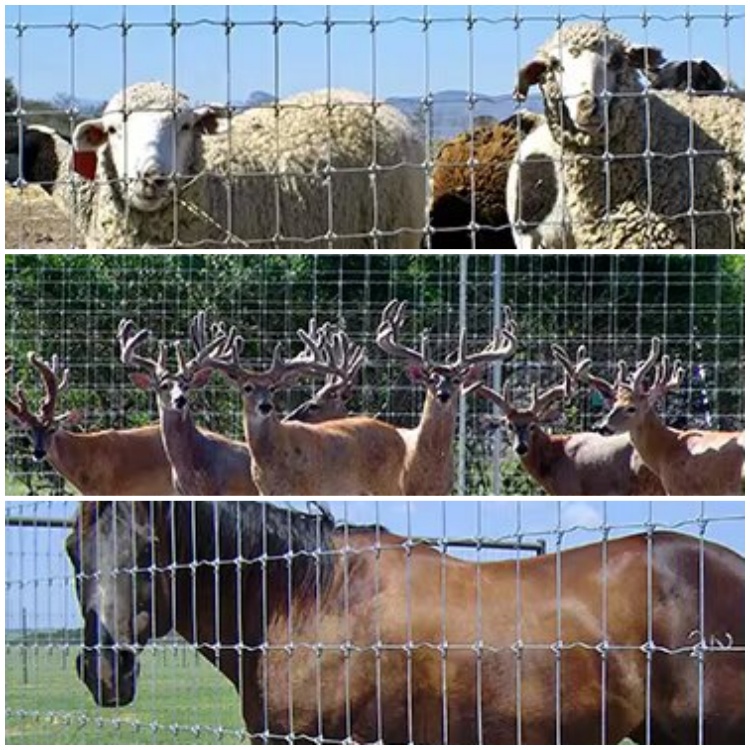 Unbeatable Livestock Control Galvanized Wire Mesh Cattle Fence with Metal Frame and 10/15/20/25cm Vertical Wire Spacing