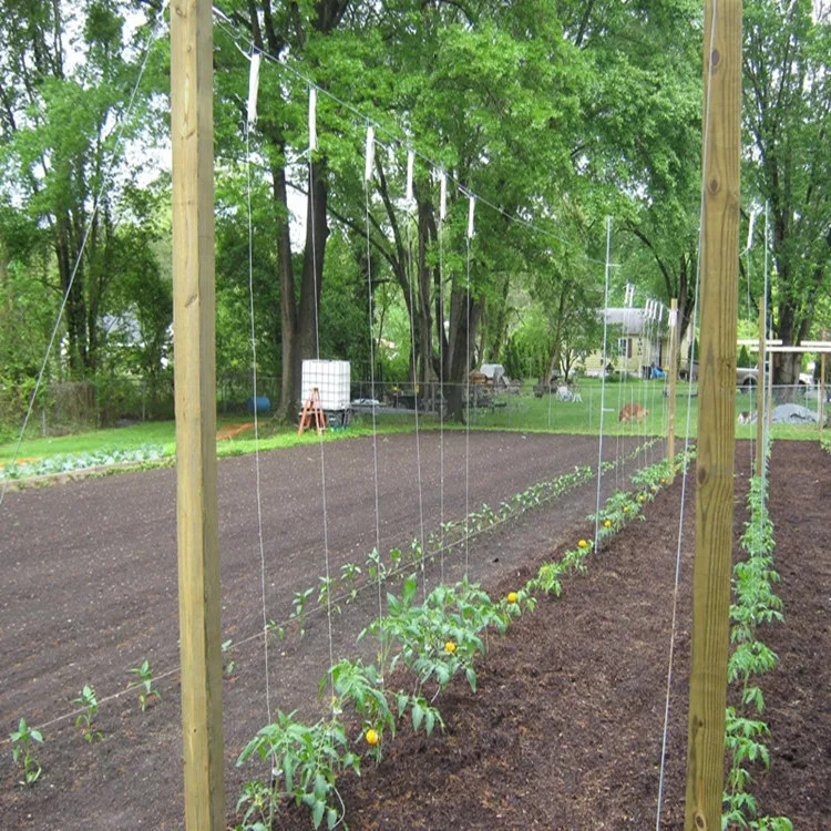 High Tenacity 1000M 1KG Horticultural Tomato Trellis Twine to Assist Tomato Producer with UV additives