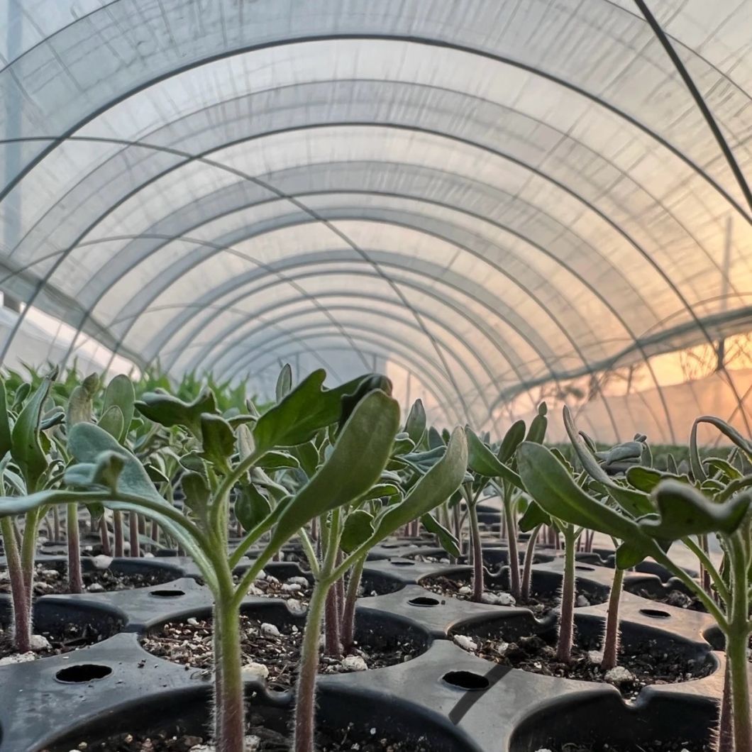 Agriculture Tunnel Greenhouse Solution