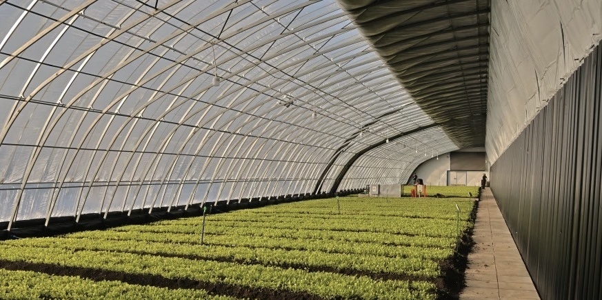 Sunlight Greenhouse Vegetable Production Seeding