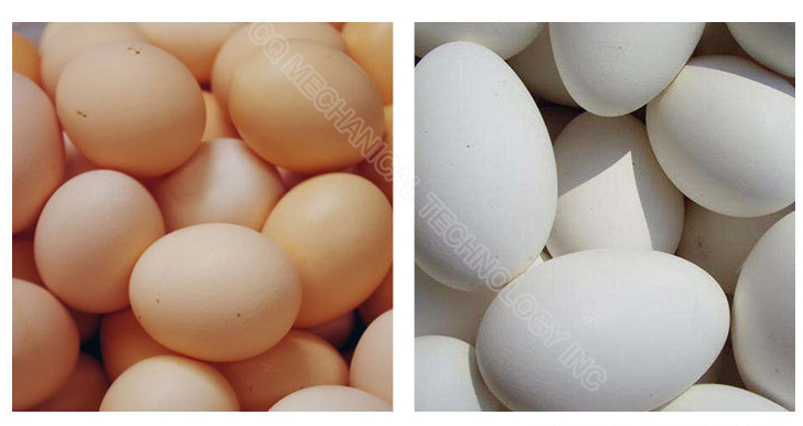 Steel Type Chicken Cleaner Washing Machine Duck Egg Brush Washer