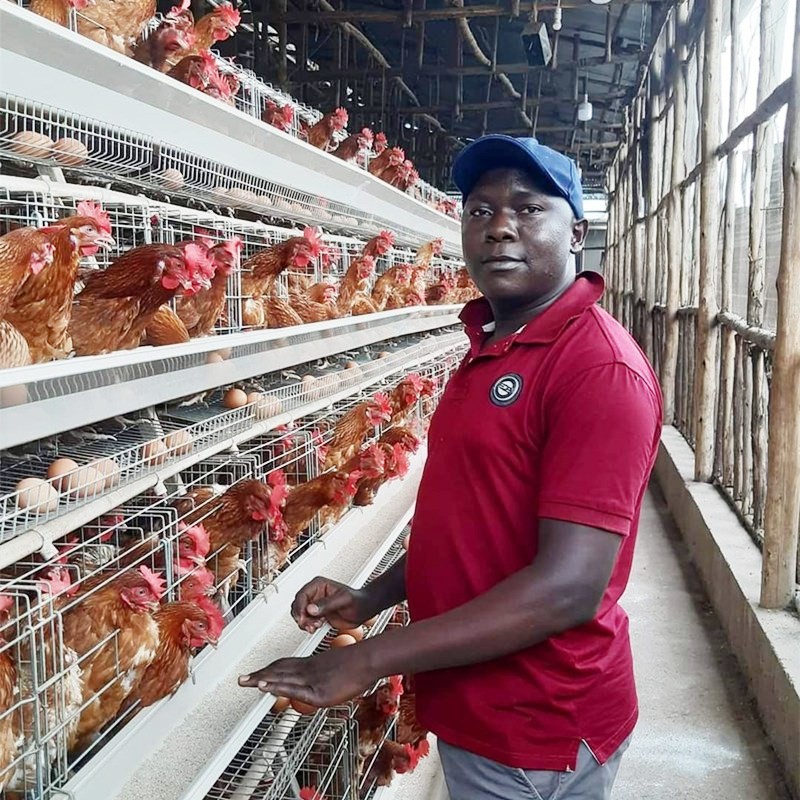 90/96/120/128/160 Birds Laying Poultry Chicken Cage System Farming A Type 3/4 Tiers Battery Layer Cage