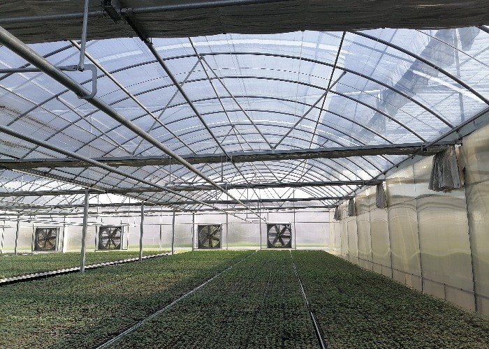9m 10m Multi Span Plastic Film Greenhouse For Sale With Inner Shading System Outer Shading System