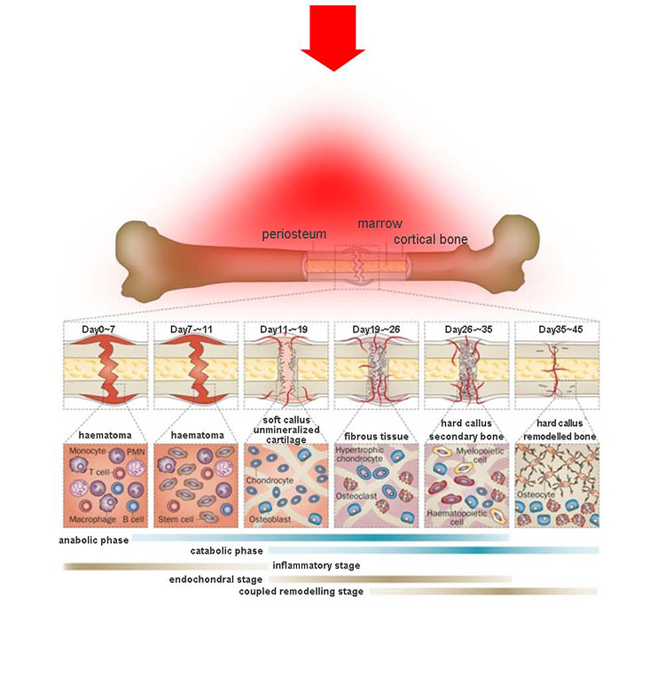 Photodynamics 830nm LED Red Light Therapy Beds 185*85*90cm