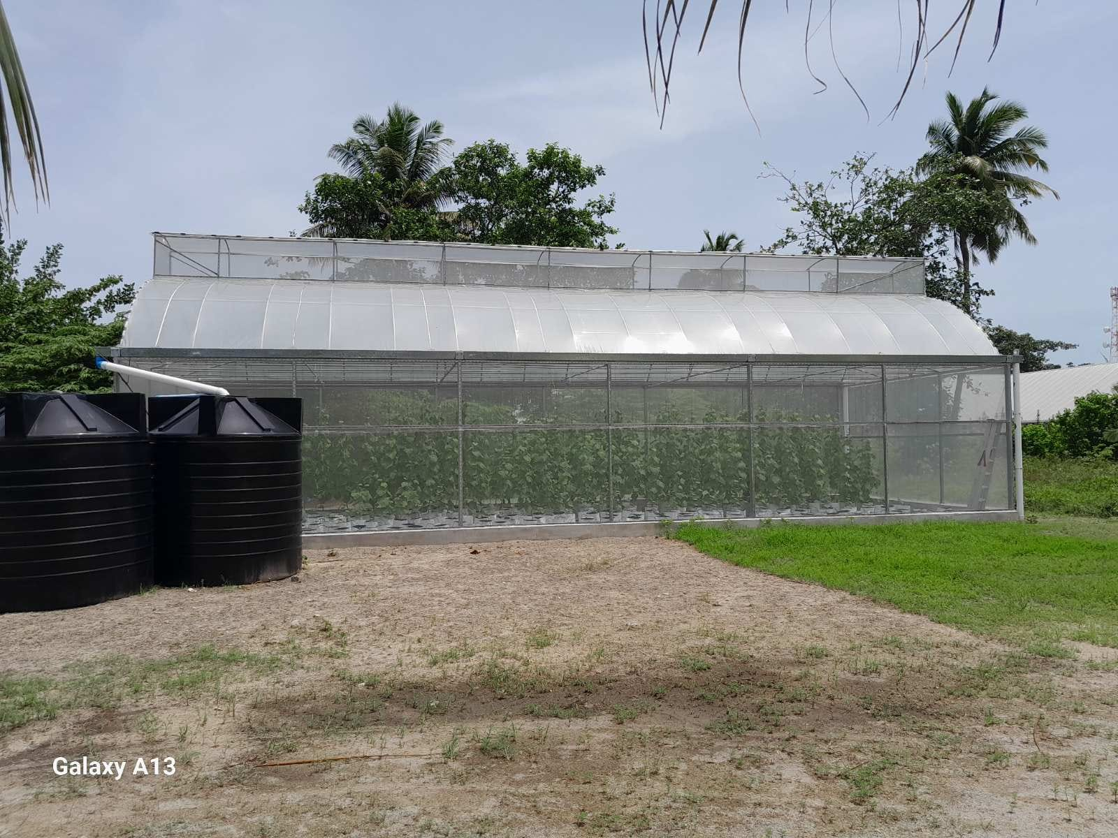 Metal Frame Covered Outdoor 6x15m Agricultural Commercial Green House Umbrella Roof Vent Greenhouse With Ventilation