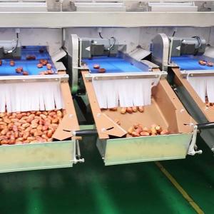 Comprehensive Defect Detection 1.4 Tons Per Hour 6-Lane Palm Dates Sorting