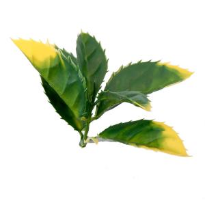 Synthetic Artificial Grass Walls Panels Boxwood Screening Hedge 2x25