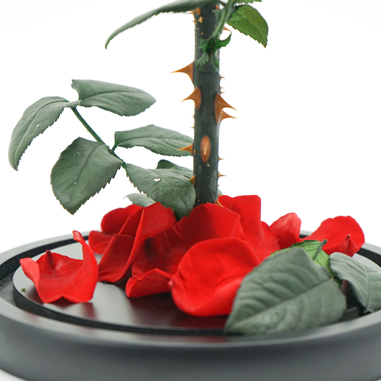 Fashion Dried Long Stem Rose Flower In Glass With Beautiful Appearance