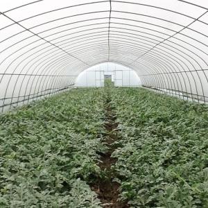 Single-Span Tunnel Greenhouse with Manual or Electric Roll Up Ventilation for Vegetable Fruits Flowers and Single Layer Design