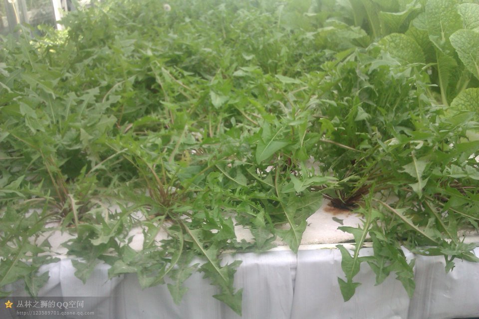 Chinese factory industrial hydroponics growing systems NFT for sale