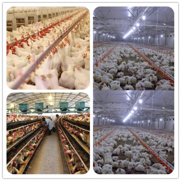 Optimize Poultry Health And Egg Production With Calcium Amino Acid Chelate