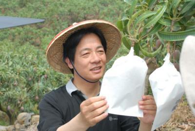 Mango fruit grow bag 13 years factory