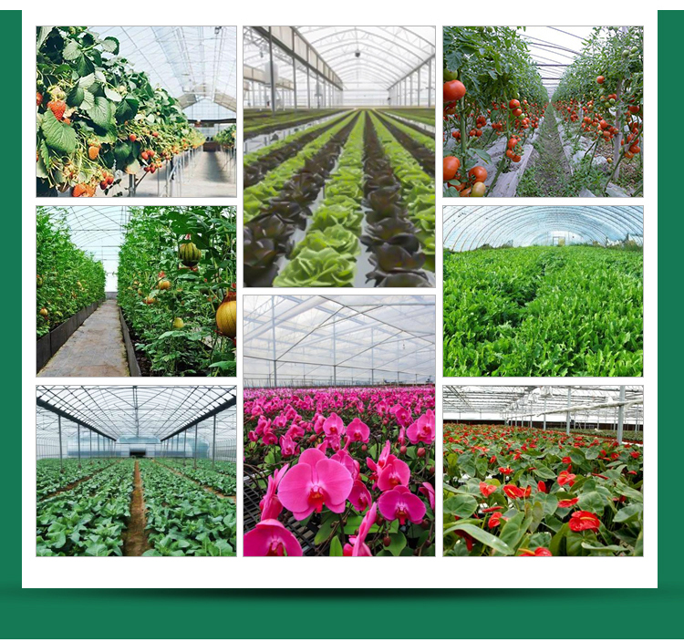 Insulation Agricultural Plastic Film Greenhouse for Single-Span at in 6m 8m 10m Width