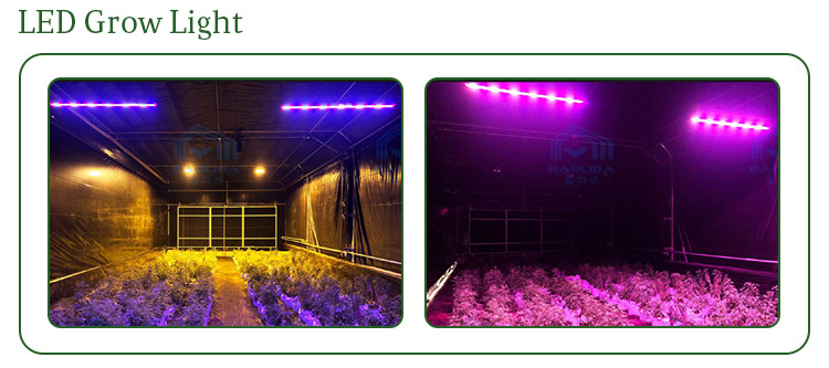 Automatic Ventilation System Blackout Greenhouse With LED Light Deprivation