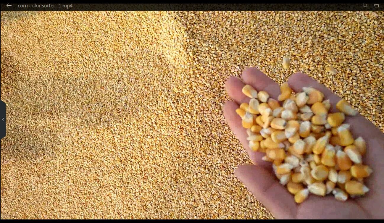 10 T/H Maize Color Sorter Machine Corn Color Sorting And Cleaning Machinery